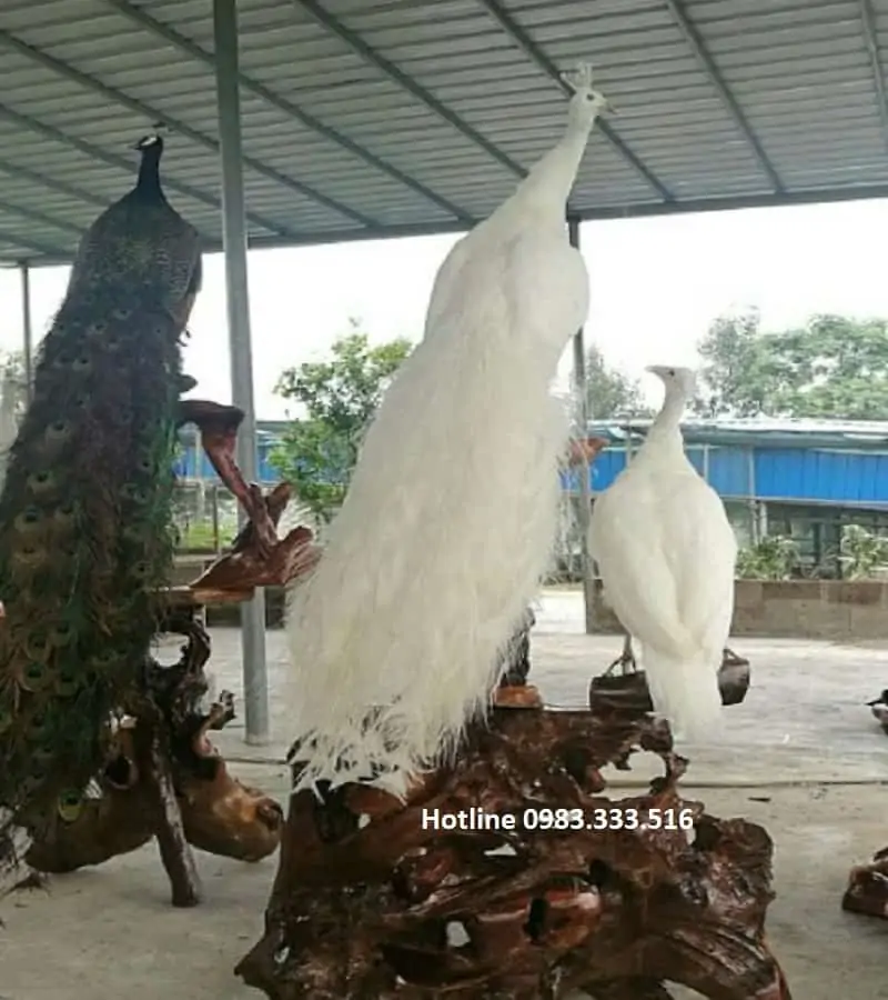 Hướng dẫn làm chim Công bằng Ống Hút - Chim Công Handmade - YouTube