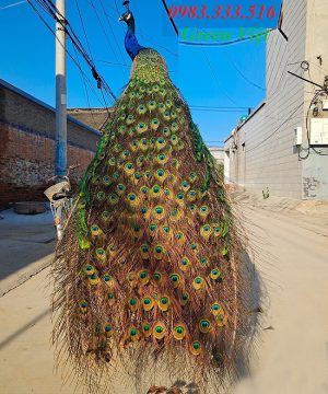 chim-cong-tieu-ban-chim-cong-that-hang-co-san