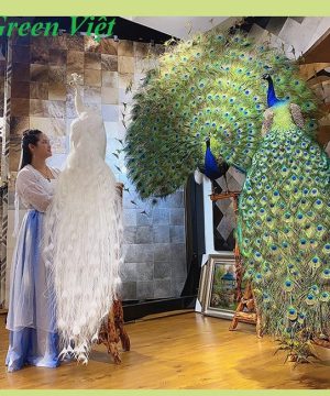 chim-cong-tieu-ban-chim-cong-that-hang-co-san