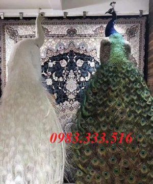 chim-cong-tieu-ban-chim-cong-that-hang-co-san