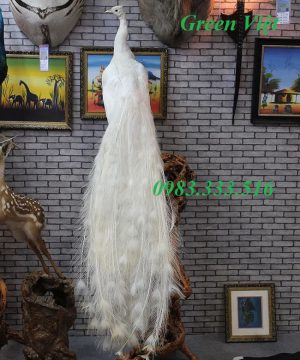 chim-cong-tieu-ban-chim-cong-that-hang-co-san