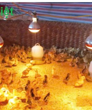 bong-den-suoi-cho-chan-nuoi