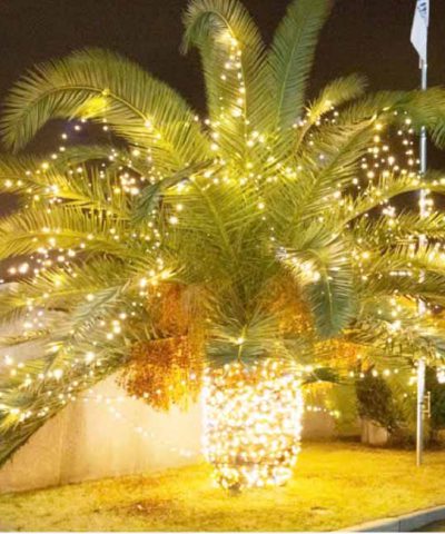 den-led-duc-quan-cay-ngoai-troi-f5-12v